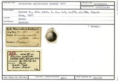 Karteikarte zum Holotyp von Fissurina multicosta Karrer, 1877